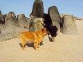 sylt (21)